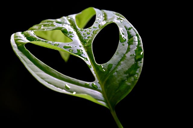 De magie van de monstera gatenplant: groene schoonheid in huis